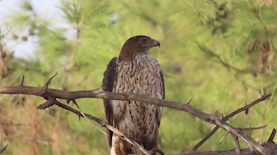 עיט ניצי בספארי, צילום: שירה ענבר דנין